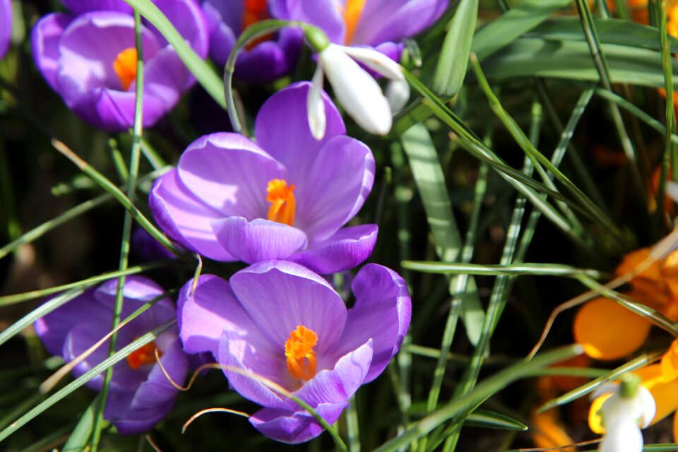 Crocus flowers Free photos