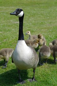 Animal wildlife poultry
