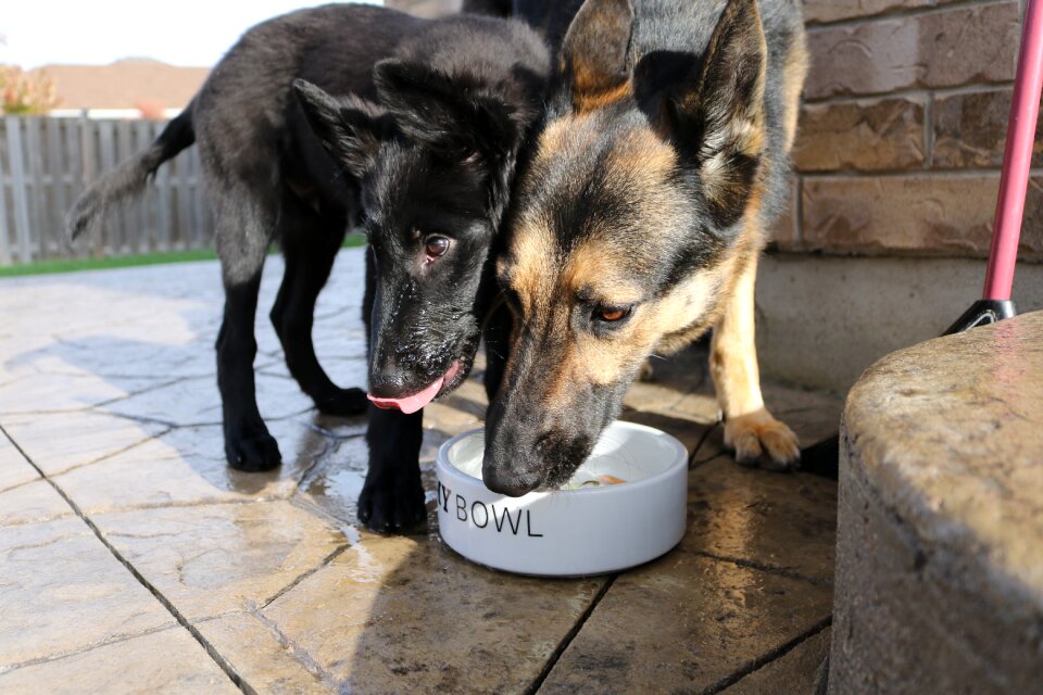 Mammal canine german shepherd photo