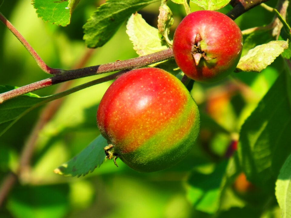 Nature apple apples