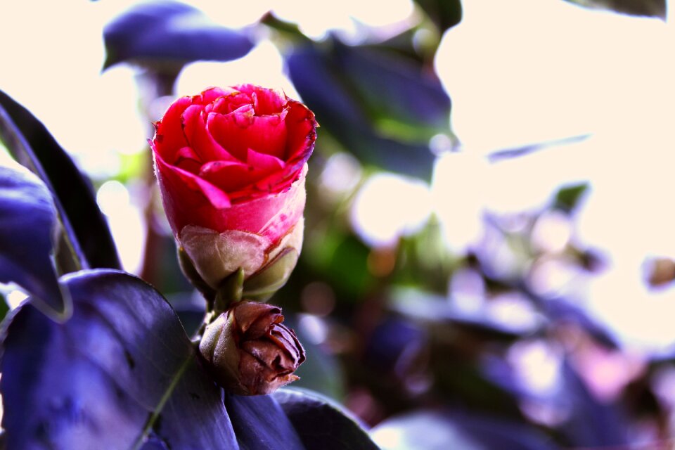 Leaf petal camellia