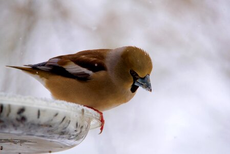 Bird fauna nature