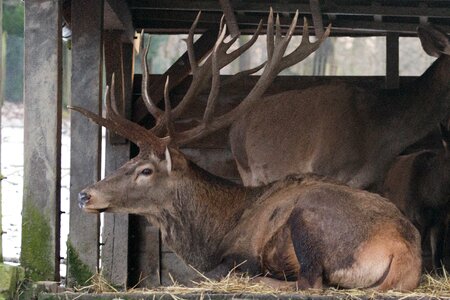 Animal nature fallow deer