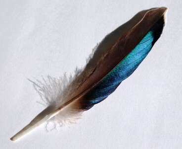 Duck speculum light