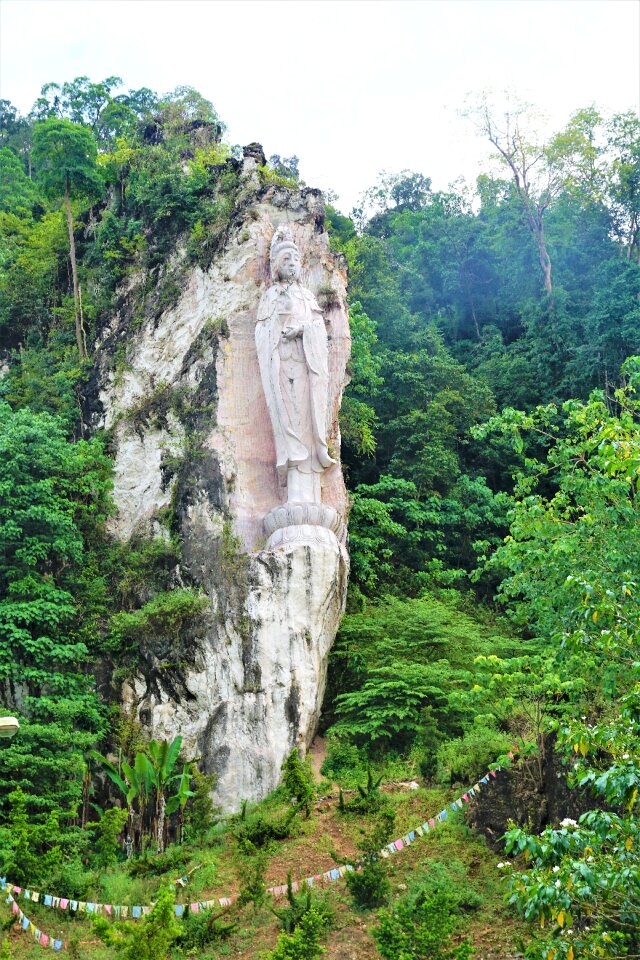 Tree landscape rock