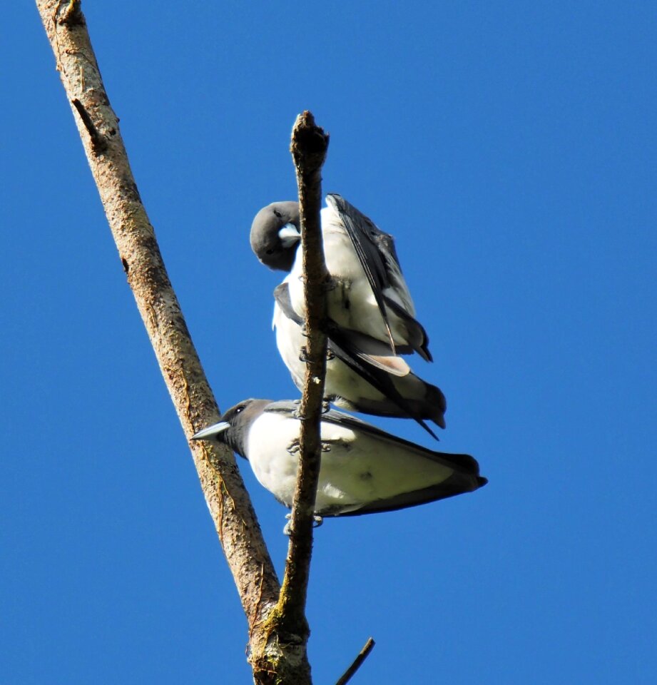 Wildlife wing outdoors