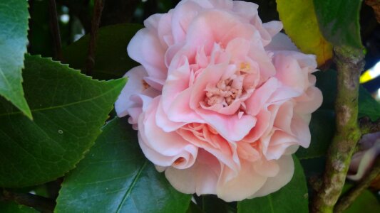 Petal leaf rose photo