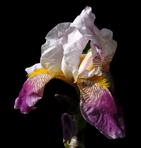 High beard iris flower blossom photo