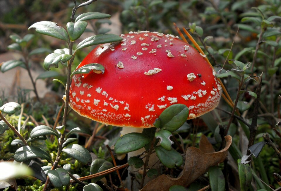 Mushroom amanita mushrooms