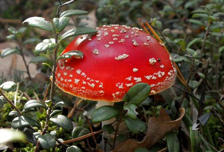 Mushroom amanita mushrooms