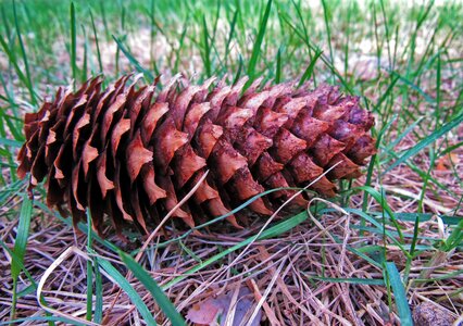 Krupnyj plan pine cone spruce