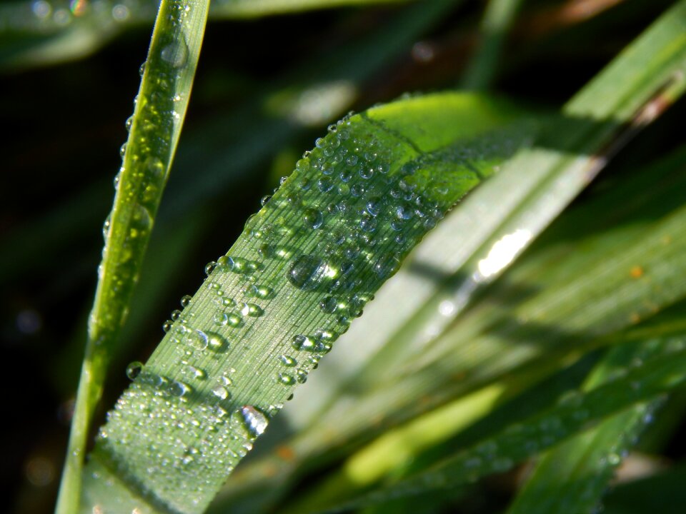 Nature dew moisture