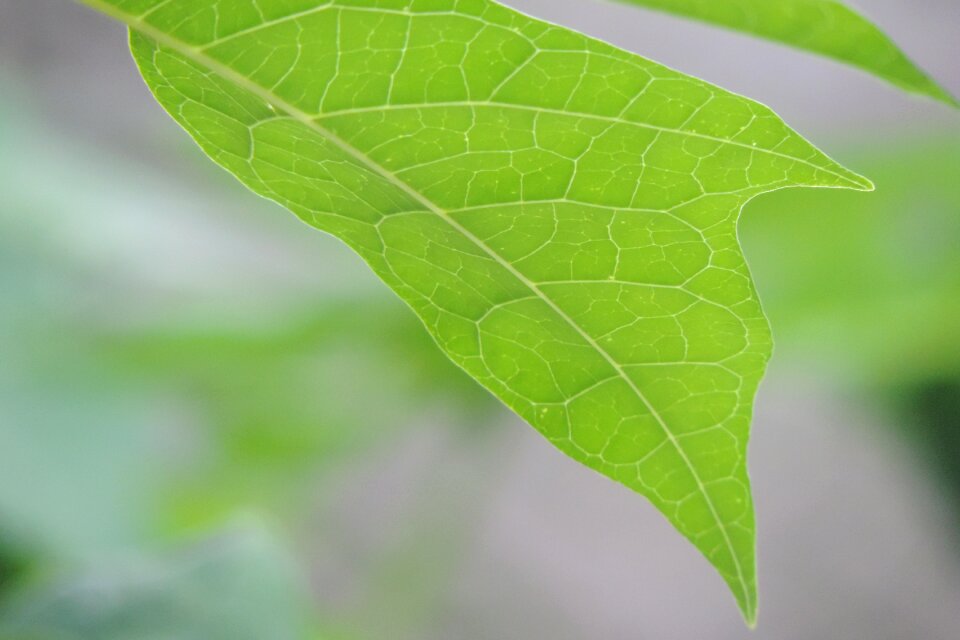 No person lush ecology