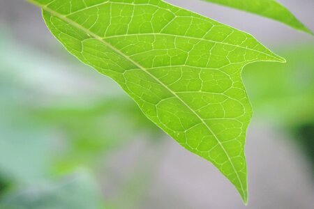 No person lush ecology