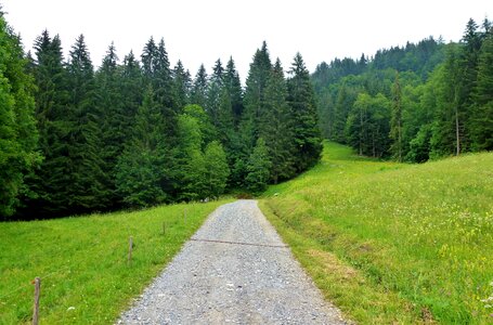 Landscape tree wood