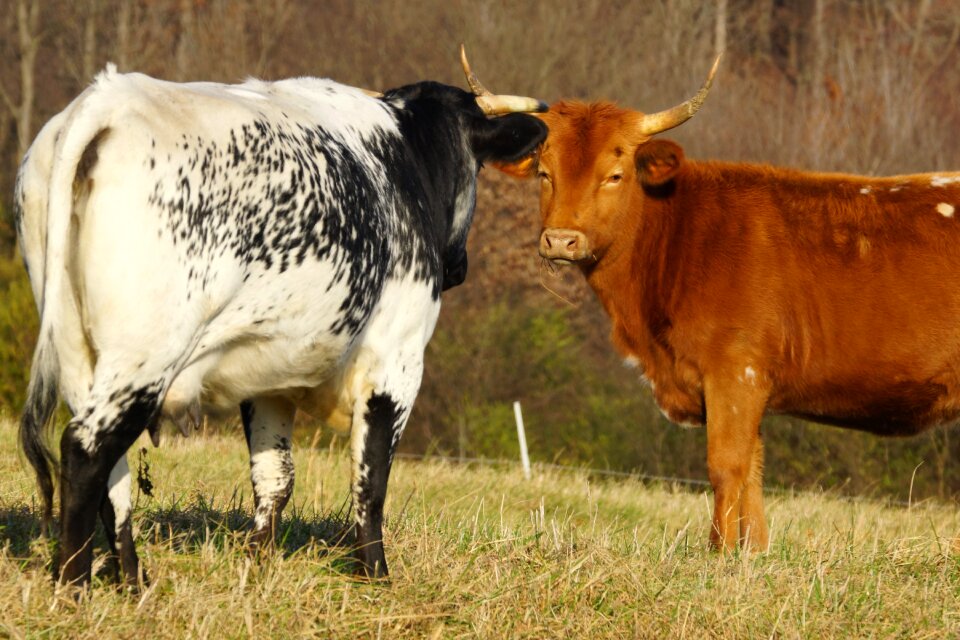 Agriculture livestock standoff