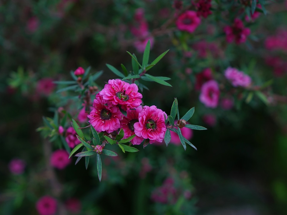 New zealand leaves bloom