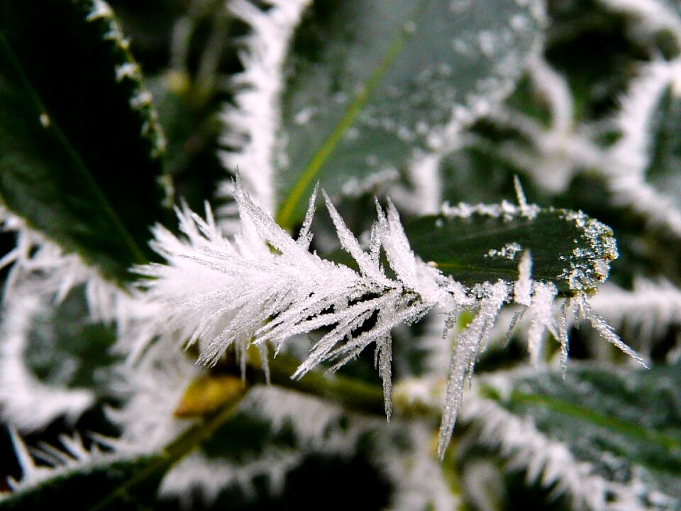 Frost holidays ice crystals