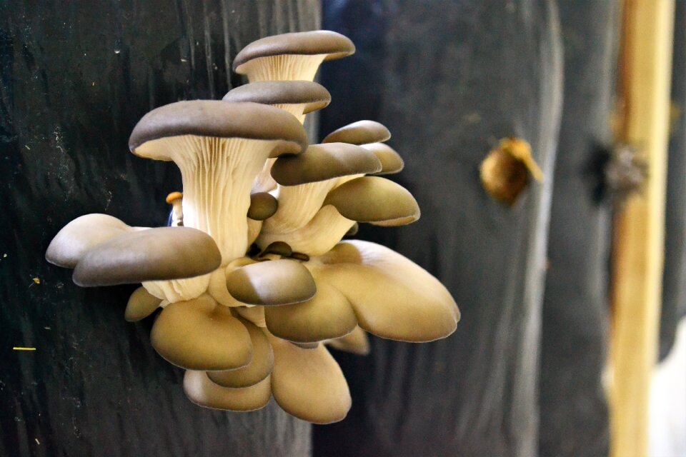 Mushroom mushrooms Free photos