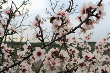 Flower spring flowers photo