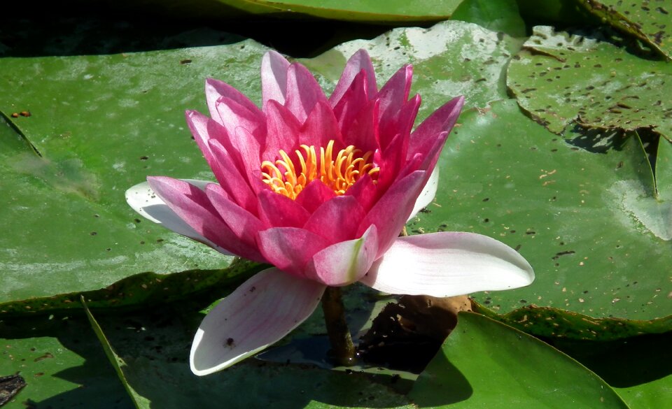 Pond blooming flowers petals photo