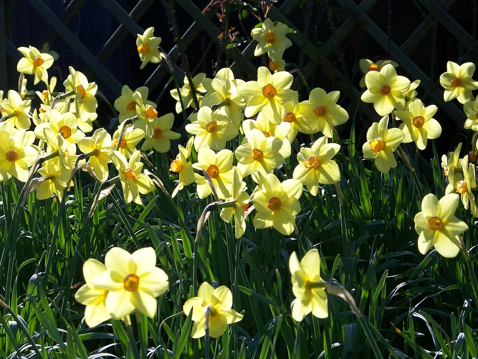 Flowers spring easter