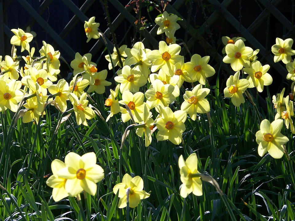 Flowers spring easter photo