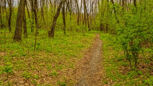 Landscape grass soil