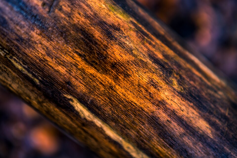 Pattern nature wood