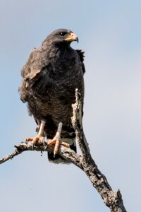 Gavilán batista endémica birding