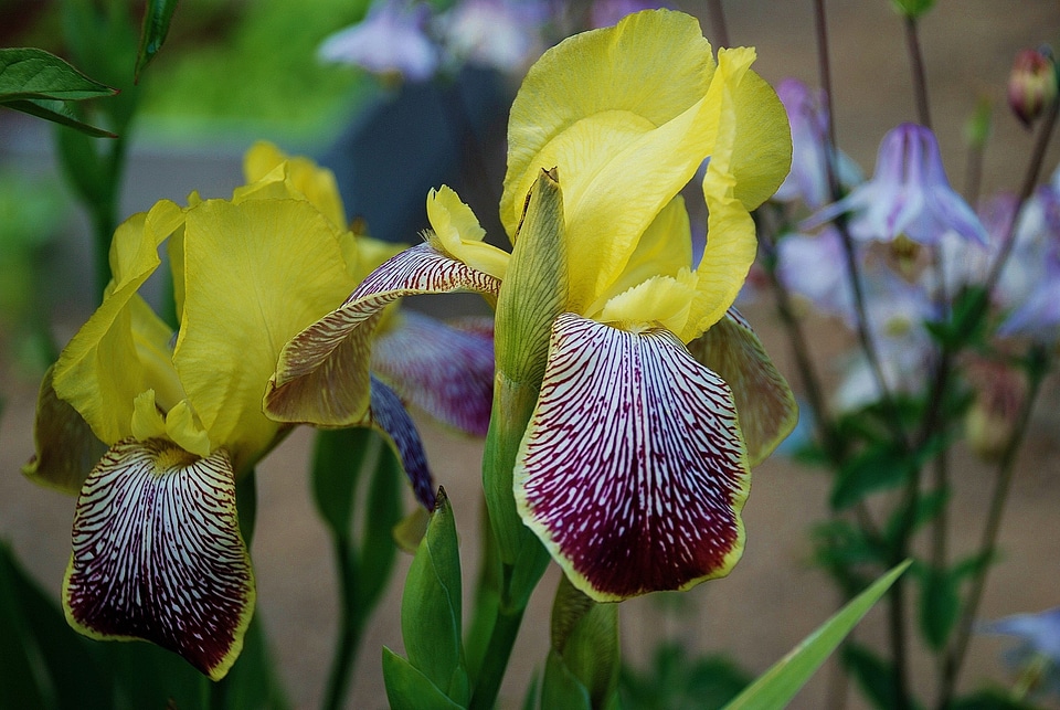Flower plant summer