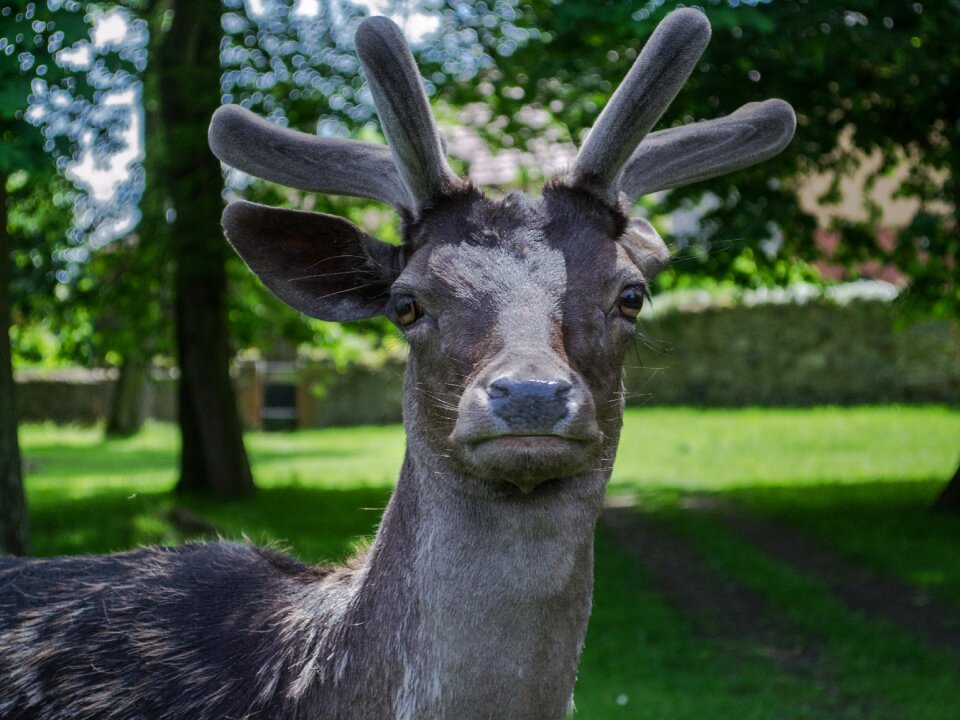 Gaze animal fallow deer