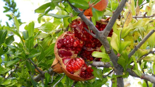 Nature food leaf