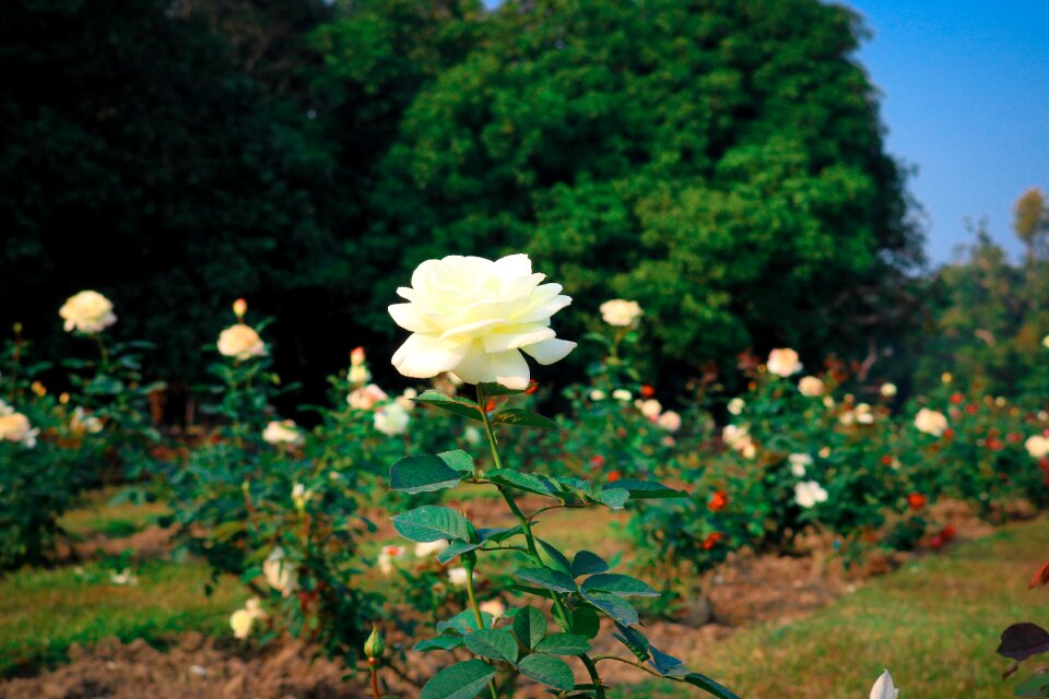 Summer garden beautiful