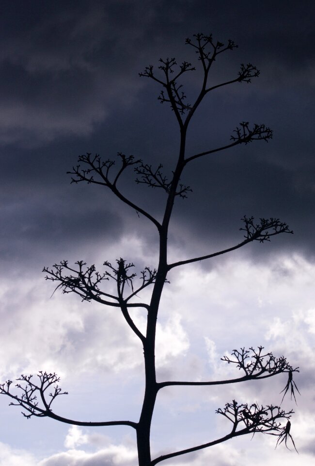 Silhouette wood sky