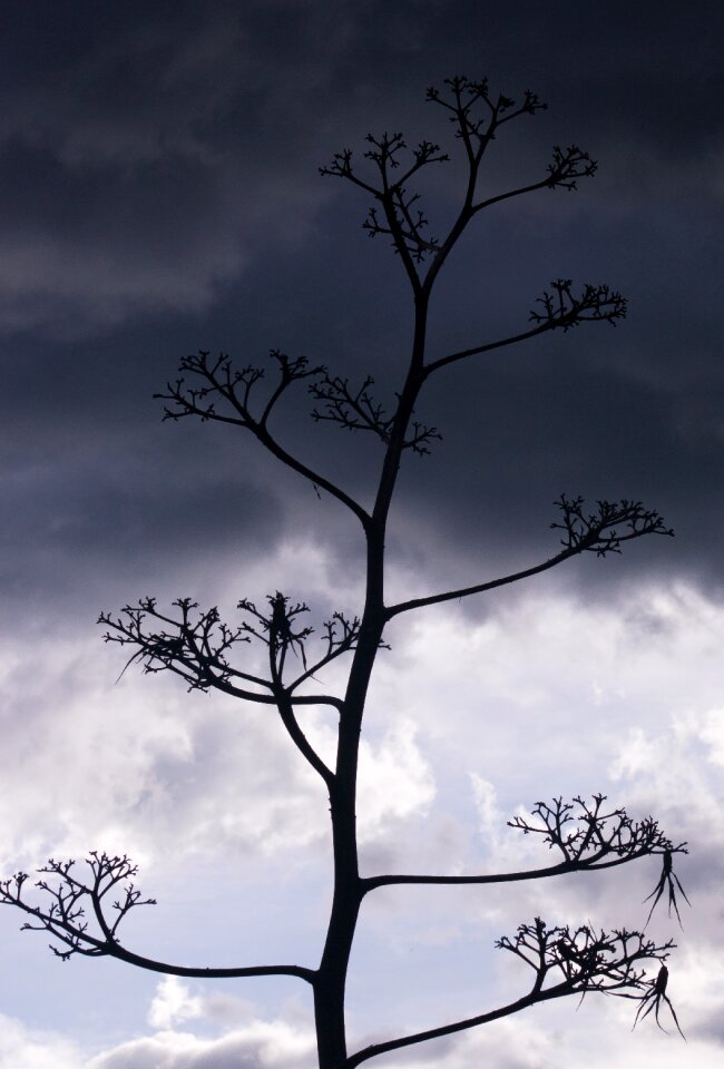 Silhouette wood sky photo