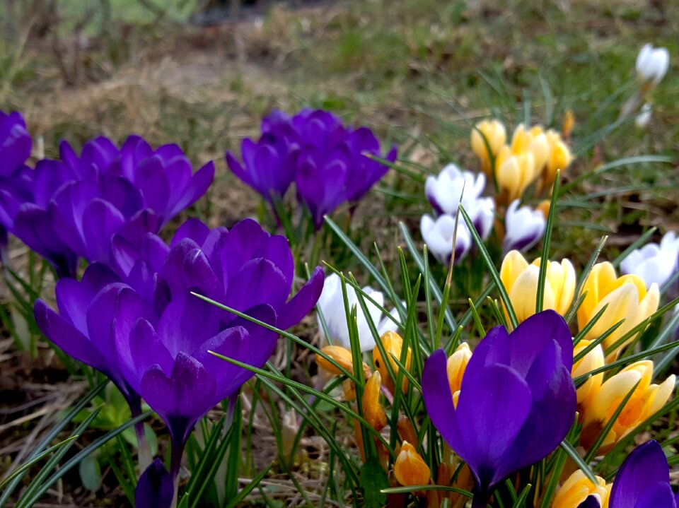 Garden season spring
