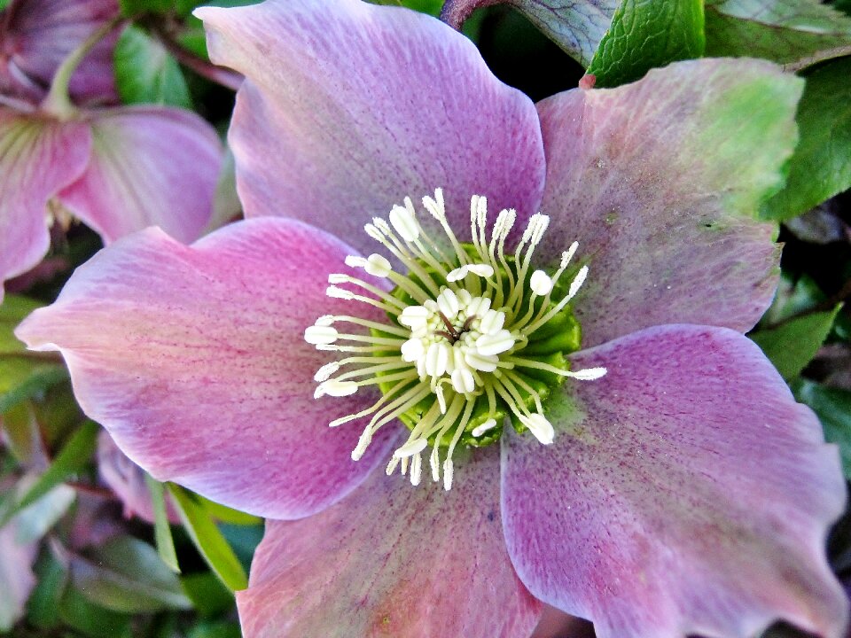 Nature blossom bloom