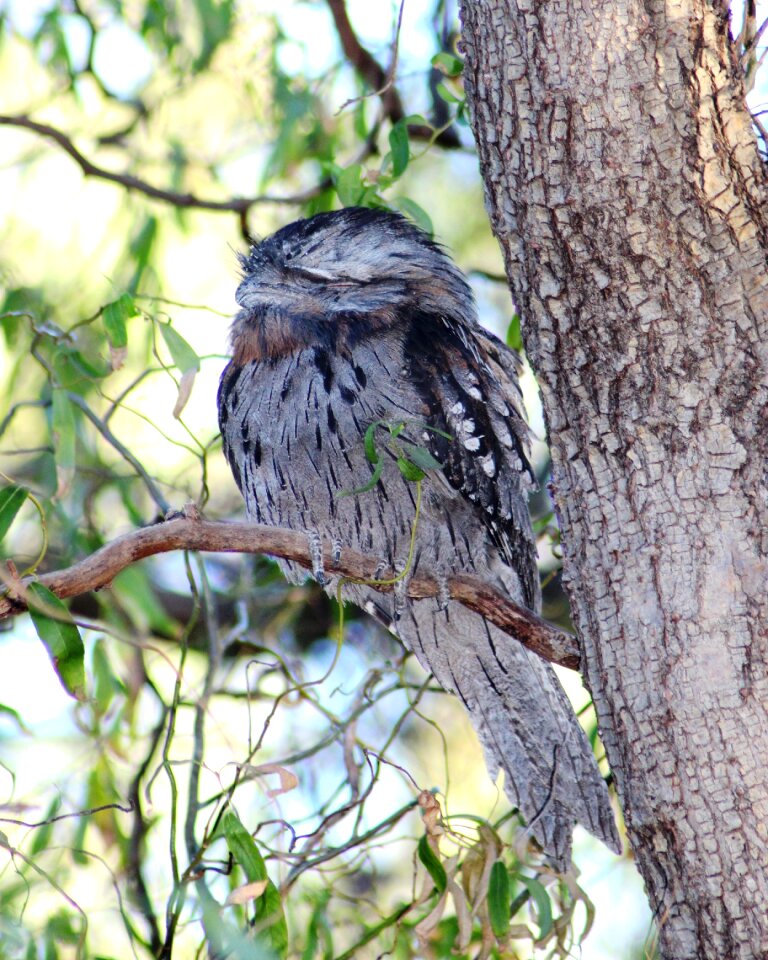 Nocturnal bird camouflage