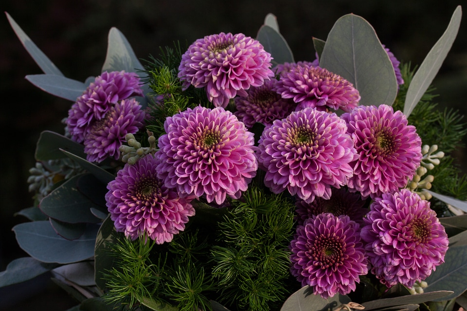 Autumn aster santini aster