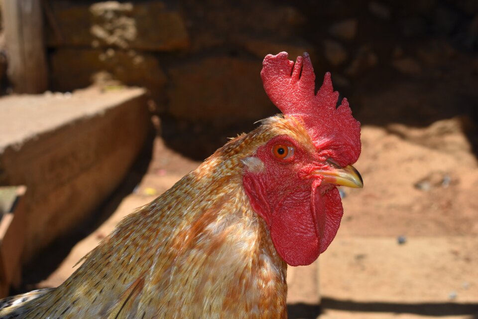 Eye crest feathers