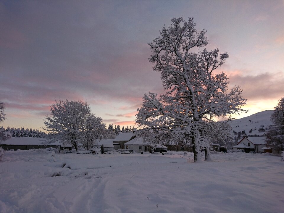 Tree frost scotland