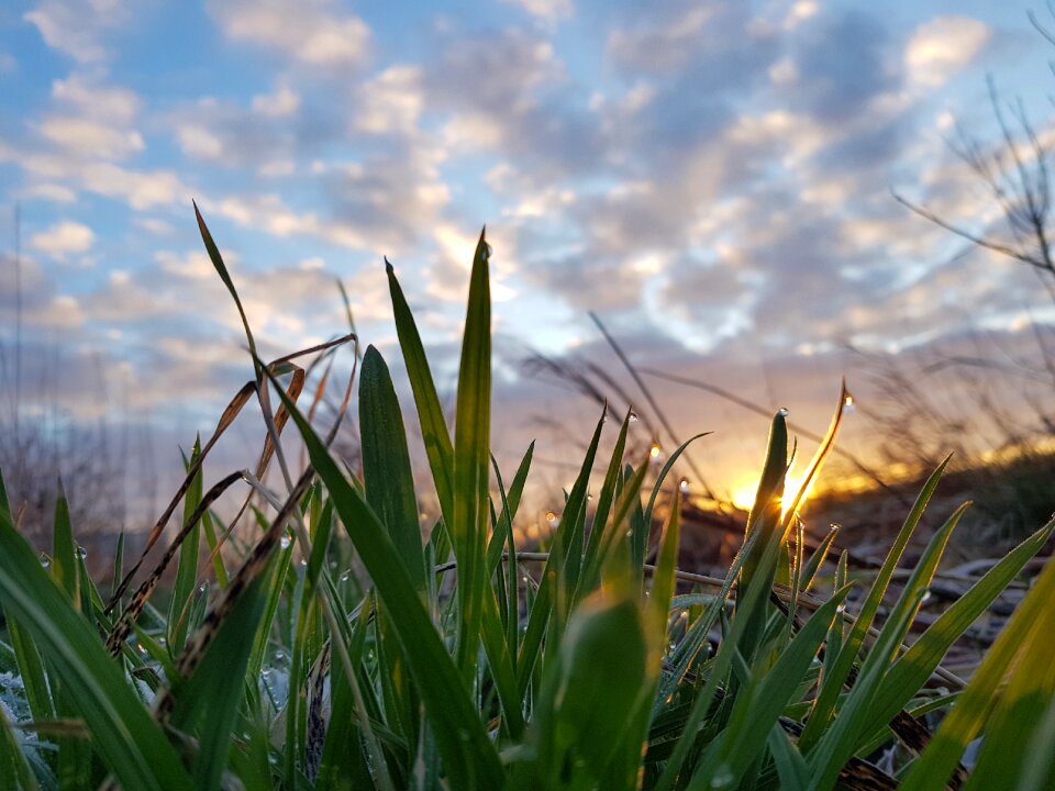 Grass plant field
