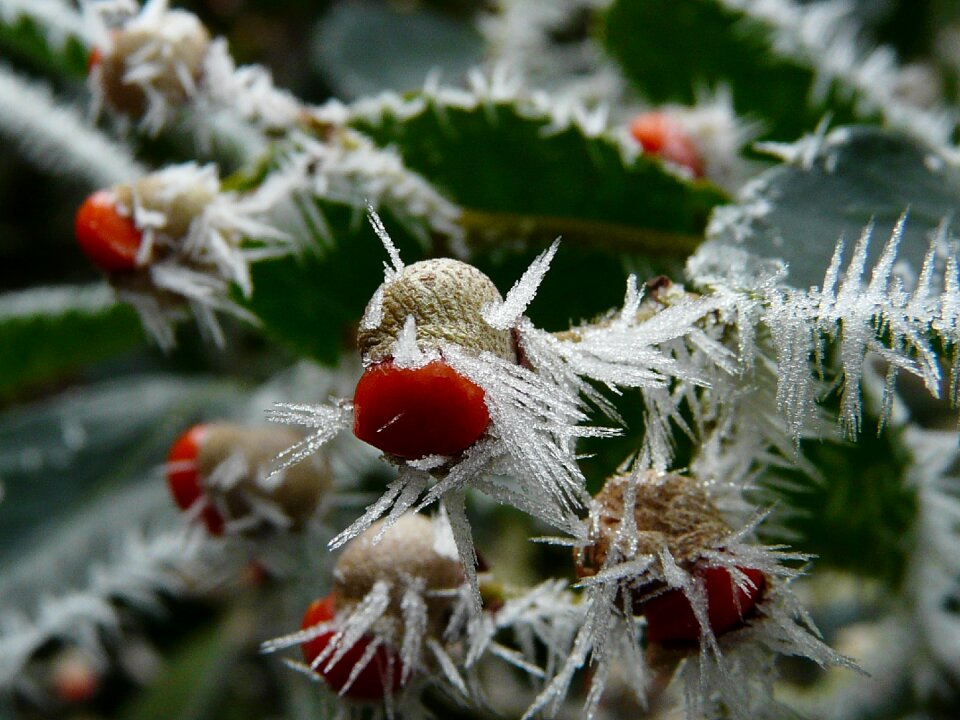 Ice crystals ice red berry