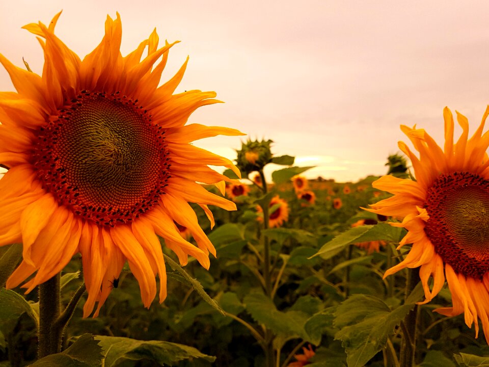 Bloom summer nature
