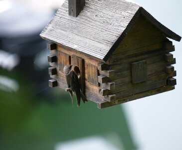 Birdhouse spring