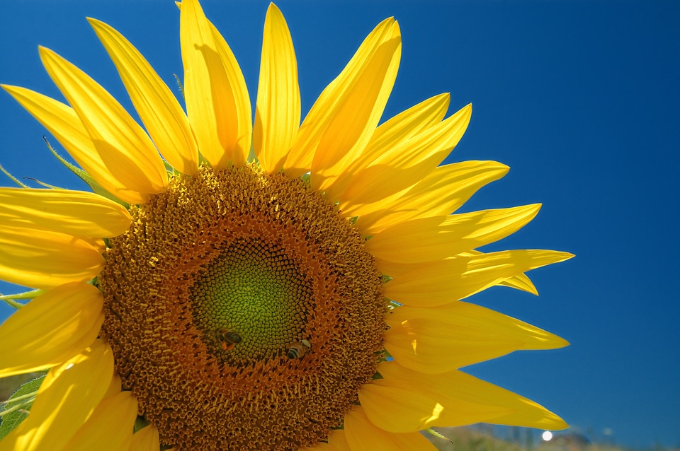 Nature yellow sun