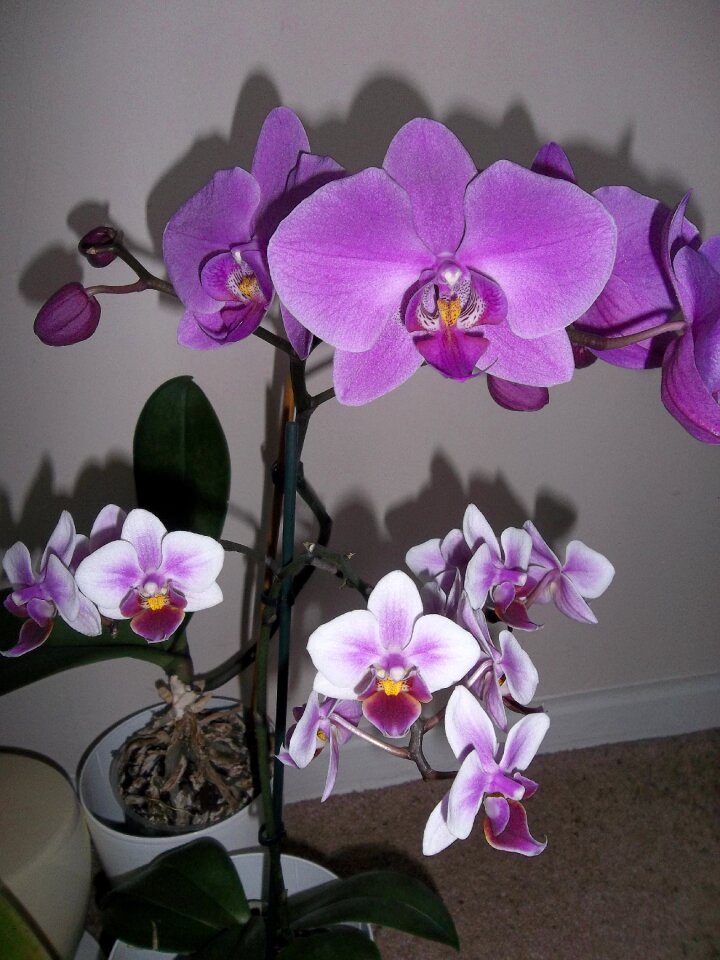 Tropical petal nature