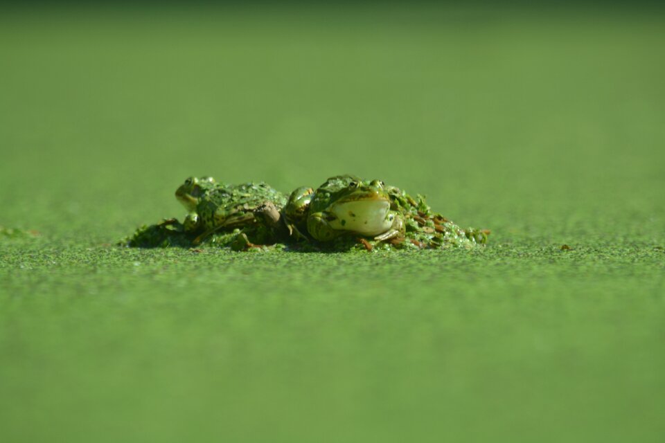 Nature animal grass