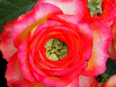 Floral pink nature